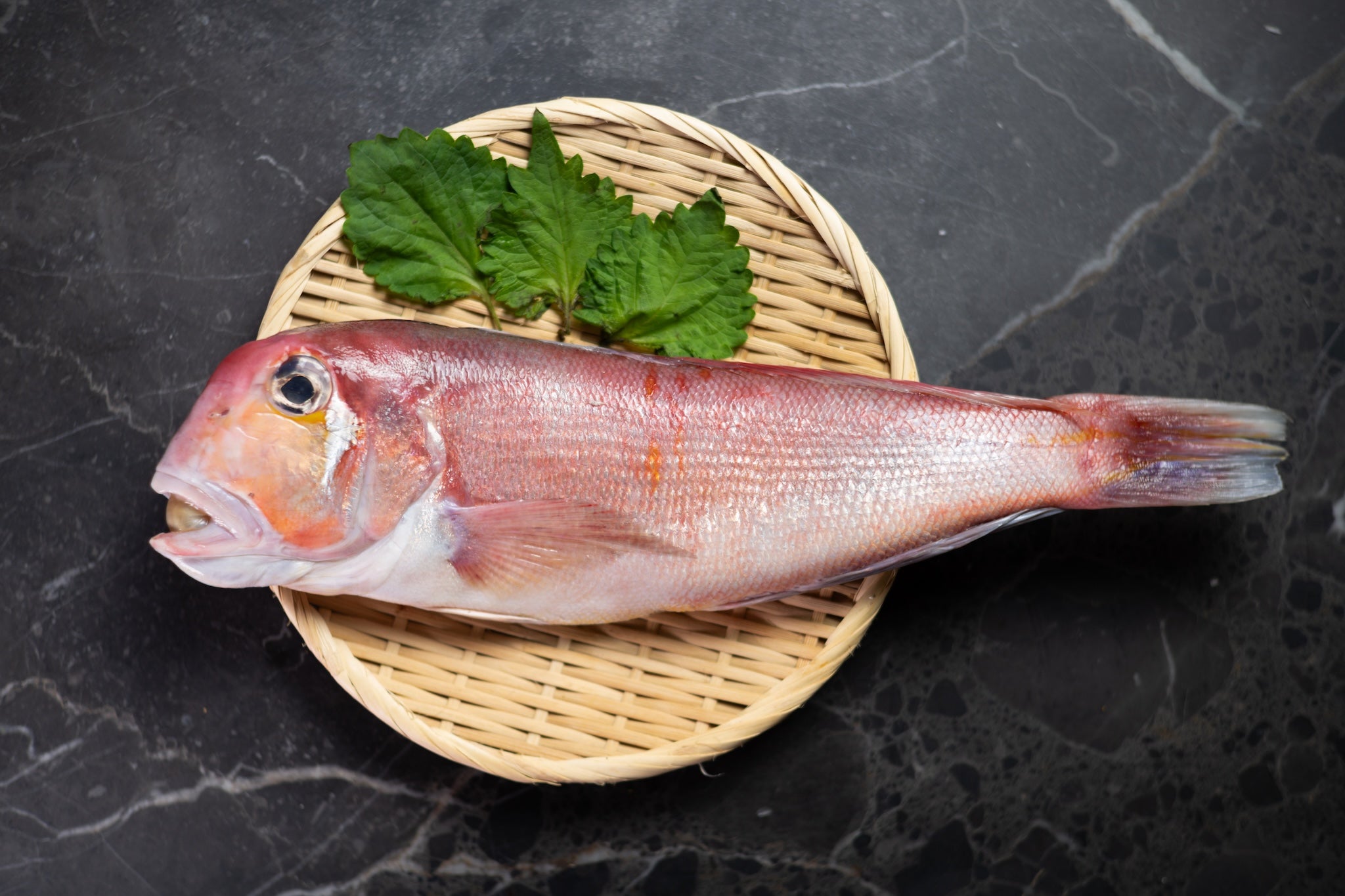 [Sashimi Grade] Amadai