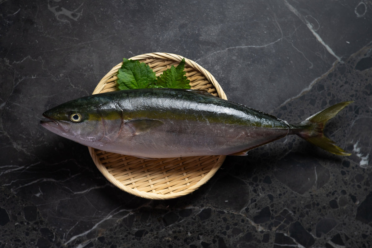 [Sashimi Grade] Hamachi