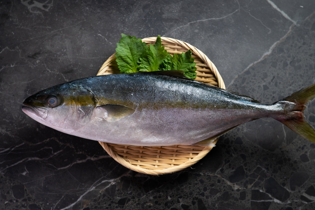 [Sashimi Grade] Hiramasa