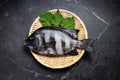 [Sashimi Grade] Ishidai