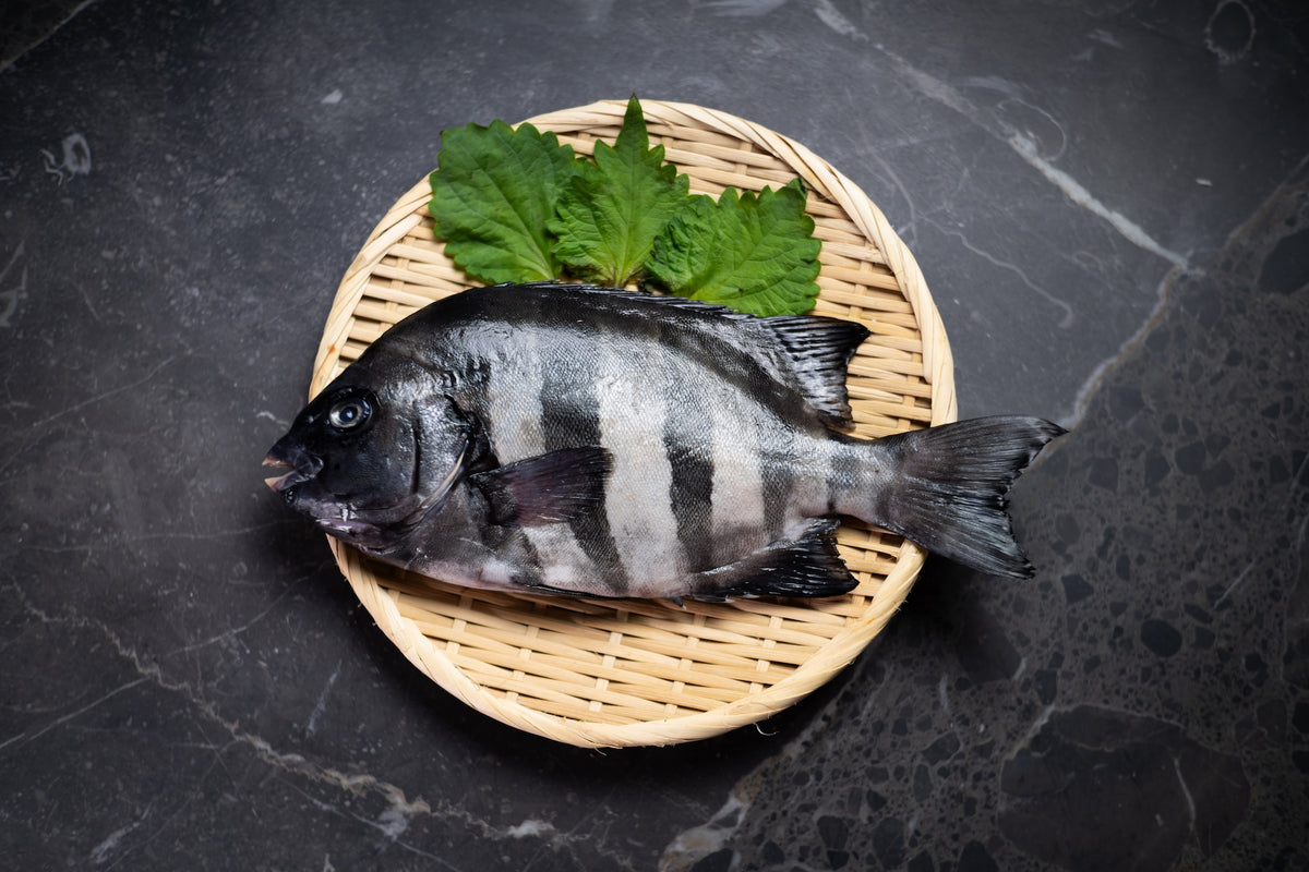[Sashimi Grade] Ishidai