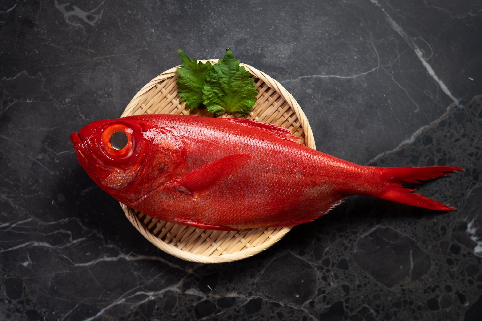 [Sashimi Grade] Kinmedai