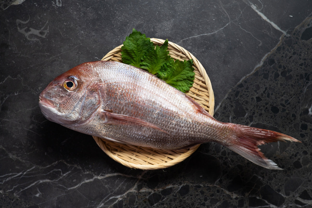 [Sashimi Grade] Tai Seabream